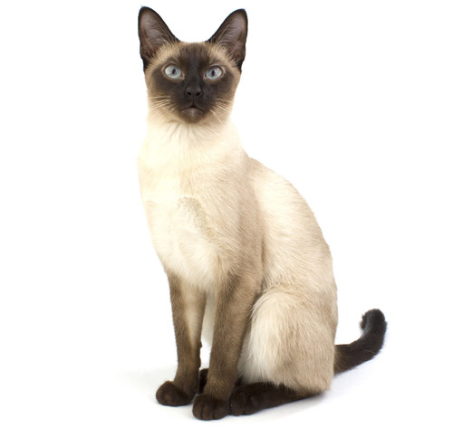 How to keep hot sale siamese cats entertained